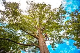 Best Tree Disease Treatment  in Hillcrest Heights, MD