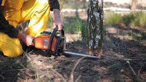 Best Tree Risk Assessment  in Hillcrest Heights, MD