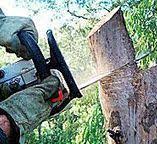 Best Tree Cabling and Bracing  in Hillcrest Heights, MD