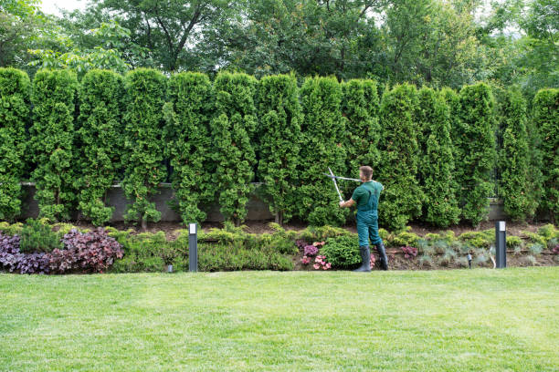  Hillcrest Heights, MD Tree Removal Pros
