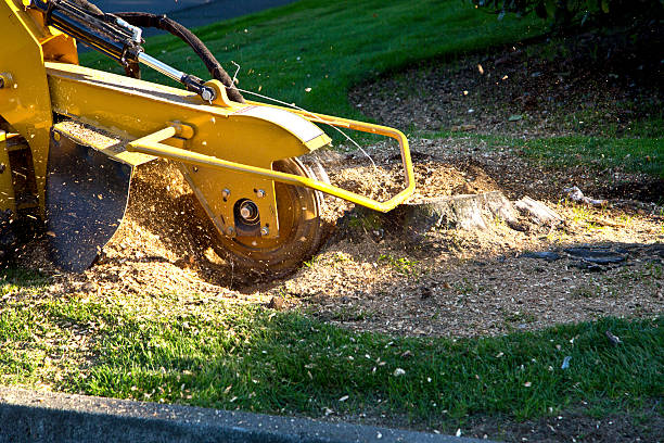 Best Tree Cabling and Bracing  in Hillcrest Heights, MD