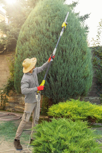 Best Tree Preservation Services  in Hillcrest Heights, MD